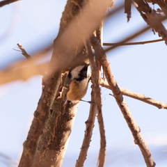Periparus ater