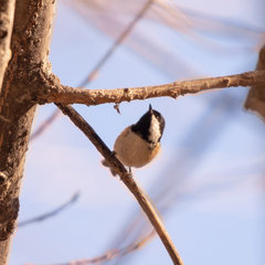 Periparus ater