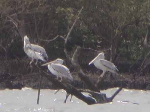Pink-backed Pelican