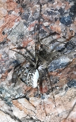 Pityohyphantes phrygianus