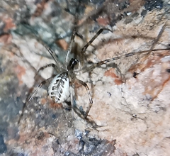 Pityohyphantes phrygianus