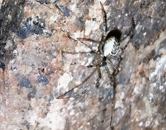 Pityohyphantes phrygianus