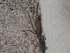 Tettigoniidae