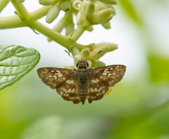 Udranomia kikkawai