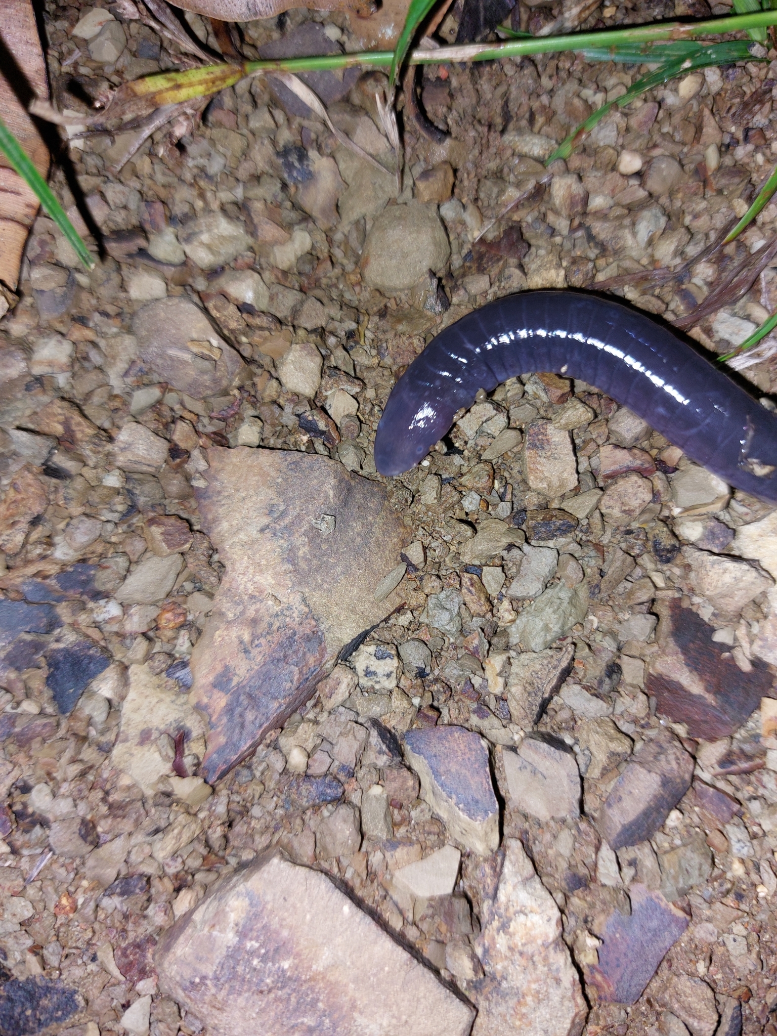 Glandular Caecilian photo 3