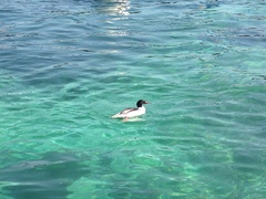 Mergus merganser