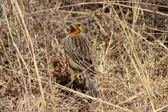 Macronyx capensis colletti