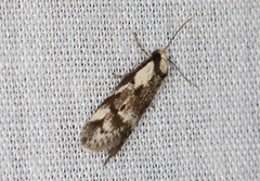 Palimmeces variegata
