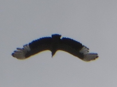 Palm-nut Vulture