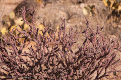 Cylindropuntia thurberi versicolor