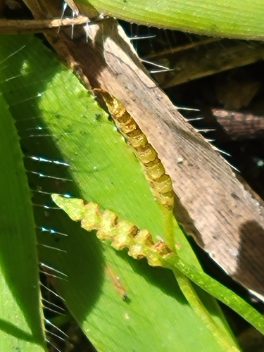 Image of Ophioglossum nudicaule by (c) Jay Horn, some rights reserved (CC BY)