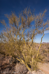 Parkinsonia praecox
