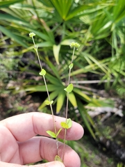Mitreola sessilifolia image