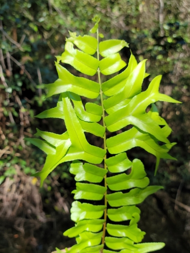 Nephrolepis falcata