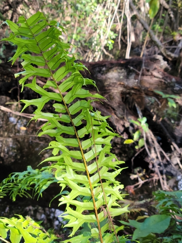 Nephrolepidaceae image