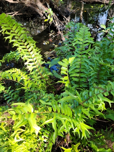 Nephrolepis falcata