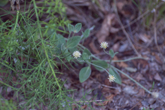 Pfaffia gnaphalioides