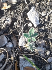 Lupinus texensis