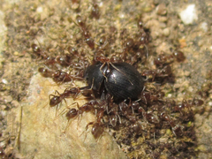 Germarostes posticus