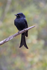 Dicrurus adsimilis fugax