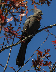 Corythaixoides concolor