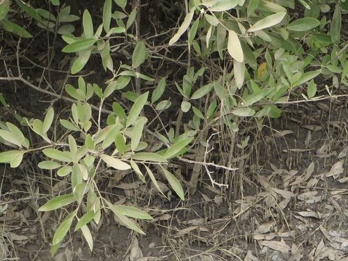 black mangrove