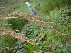 Restio quadratus