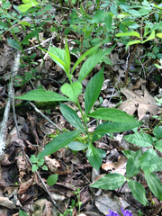 Hybanthus concolor