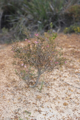Melaleuca micrantha