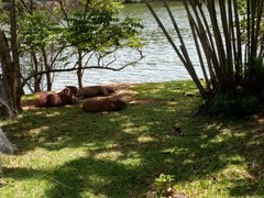 Hydrochoerus hydrochaeris