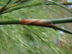Restio quadratus