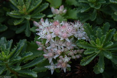 Hylotelephium populifolium