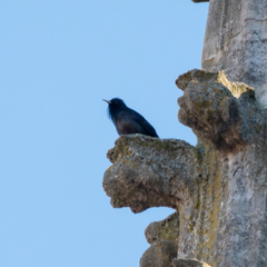 Sturnus unicolor