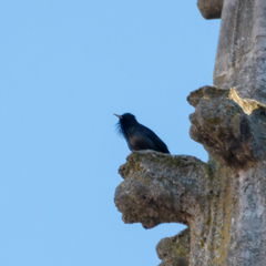 Sturnus unicolor