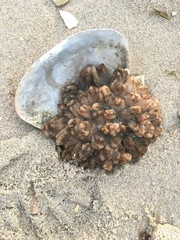 Molgula manhattensis