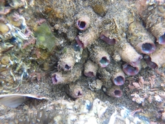 Cnemidocarpa
