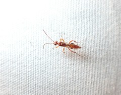 Meteorus pulchricornis