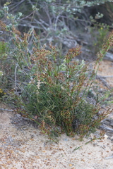 Desmocladus lateriflorus