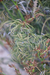 Desmocladus lateriflorus