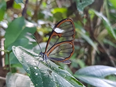 Pagyris cymothoe