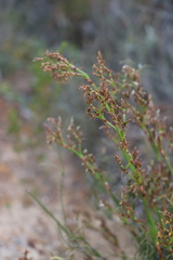 Desmocladus lateriflorus