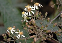 Dendrophorbium peregrinum