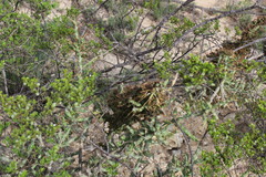 Cylindropuntia leptocaulis