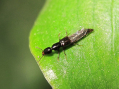 Staphylinidae