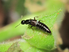 Staphylinidae