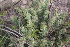 Cylindropuntia tunicata