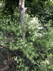 Leucopogon fasciculatus