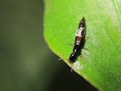 Staphylinidae