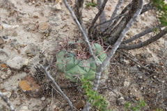 Thelocactus hexaedrophorus