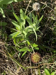 Gaillardia pulchella image